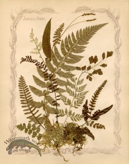 (image for) Jamaican Fern 8oc