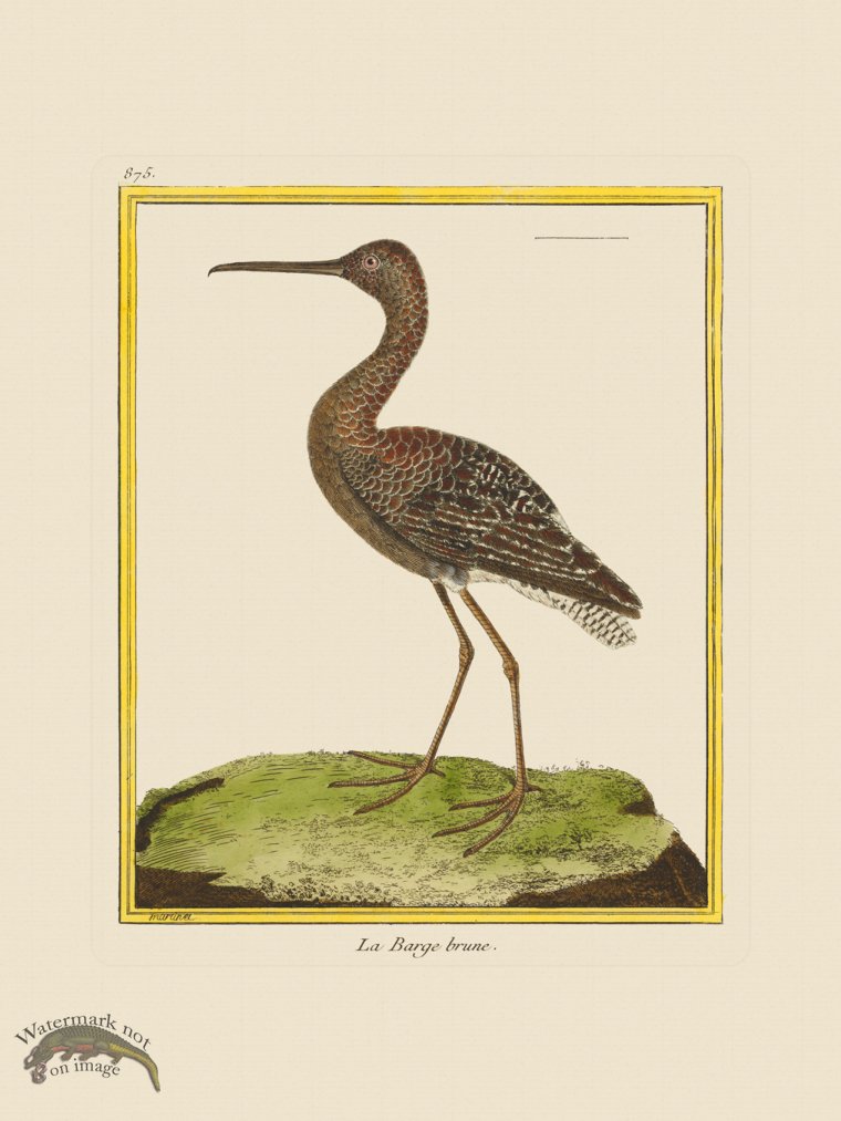 (image for) Martinet Bird 875