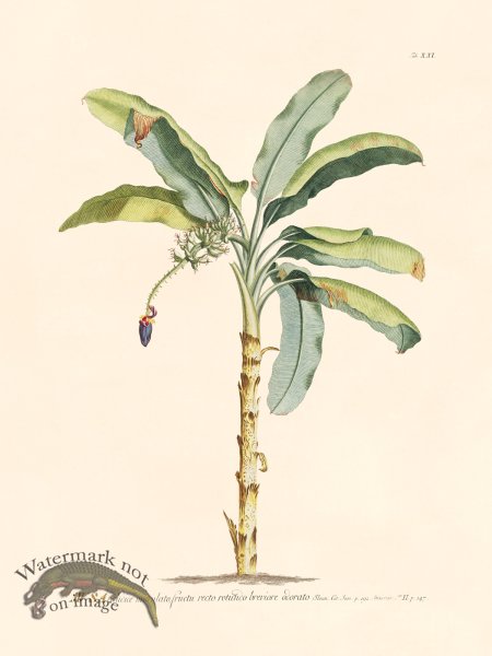 (image for) Trew Botanical 21