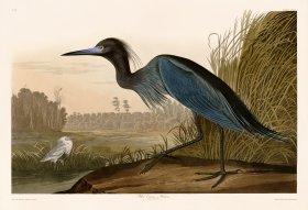 307 Blue Crane