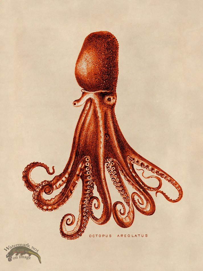 (image for) Octopus Orange 14