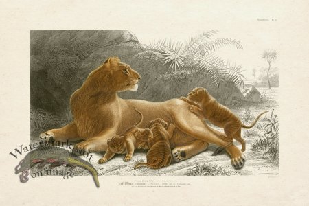 (image for) FNH 10 Lioness