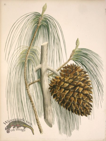 (image for) Lawson Pine Cone 01