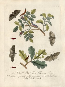 Albin Plate 74