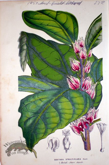 (image for) Botanical