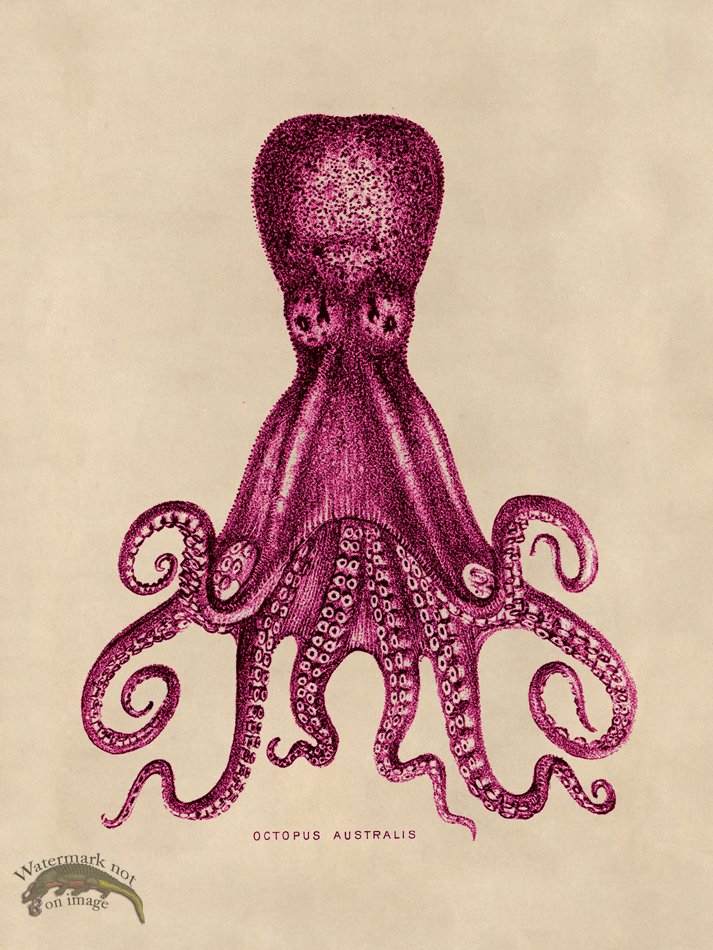 (image for) Octopus Pink 15