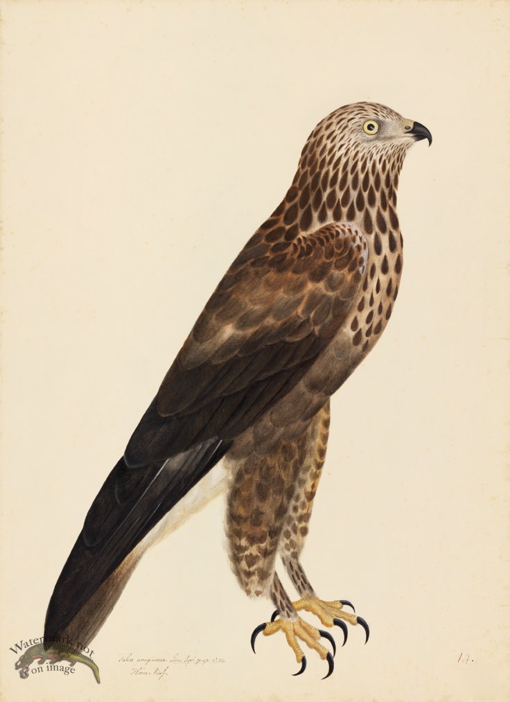 ROUGH-LEGGED BUZZARD . PL 14