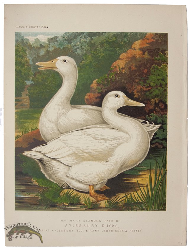 (image for) Aylesbury Ducks