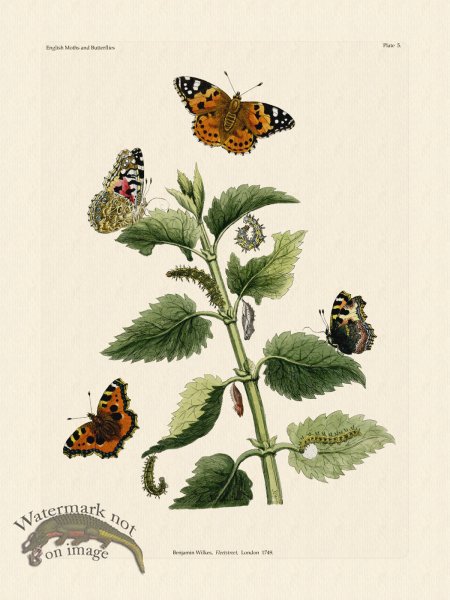 (image for) Wilkes Butterflies 005