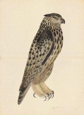 EAGLE OWL . PL 8