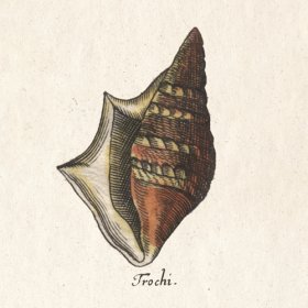 Merian Shell 8