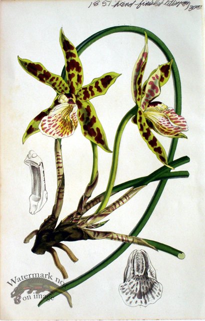 Botanical