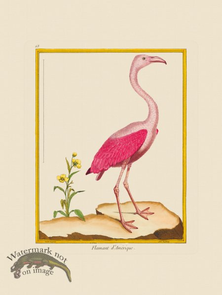 (image for) Martinet Bird 063