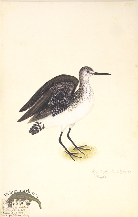 199 Swedish Birds . Tringa Ocrophus.Green Sandpiper