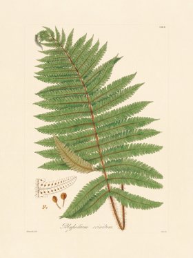 Hooker Fern 02