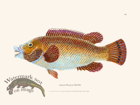 (image for) 024 Ancient Wrasse or Old Wife