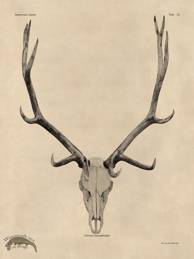 (image for) Tan Bones 15 Elk