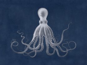 Savigny Octopus Blue