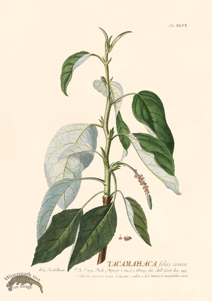 (image for) Trew Botanical 46