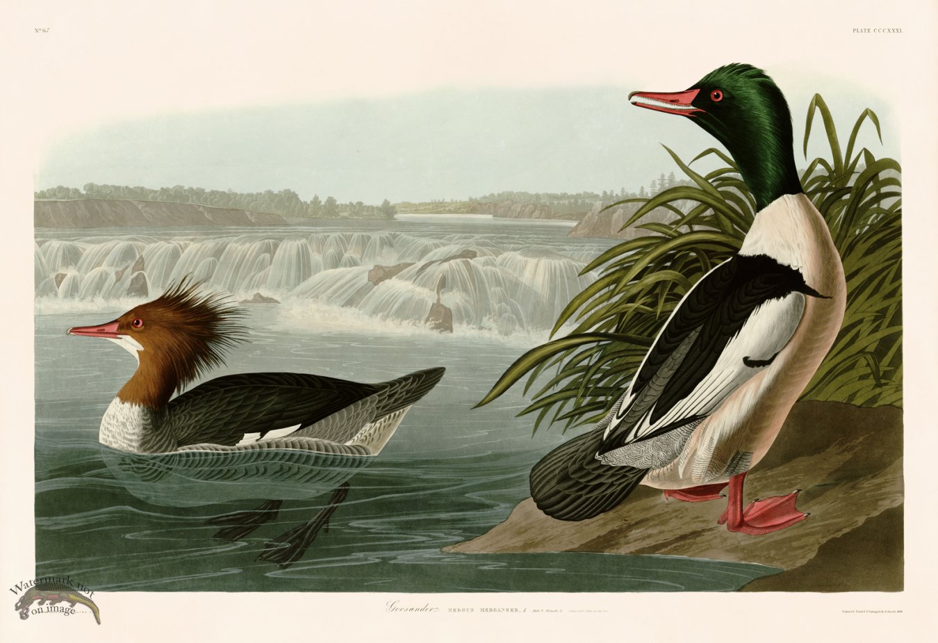 (image for) 331 Goosander