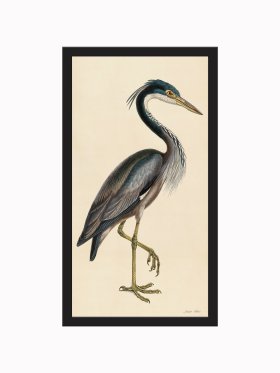 (image for) Rudbeck CFA_BF 37 Purple Heron