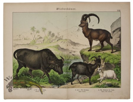 (image for) Ram Water Buffalo