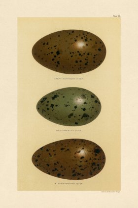 (image for) Seebohm Egg 03