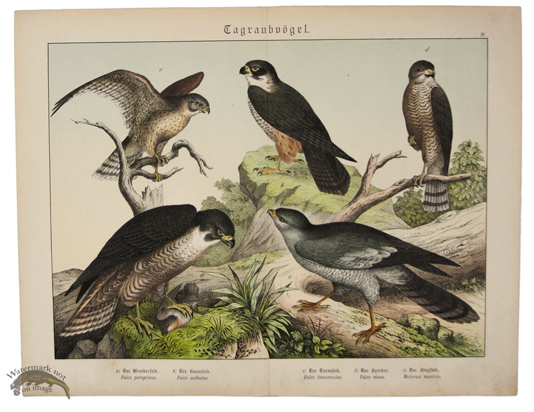 (image for) Hawk Peregrine Falcon