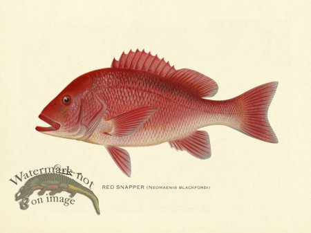 (image for) Red Snapper