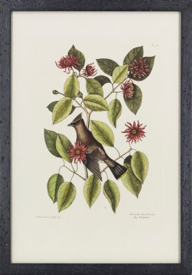 (image for) Catesby Bird BF 10