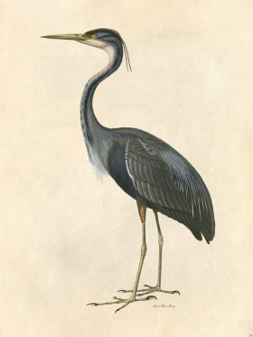 Great Blue Heron - Tribute Bd 39