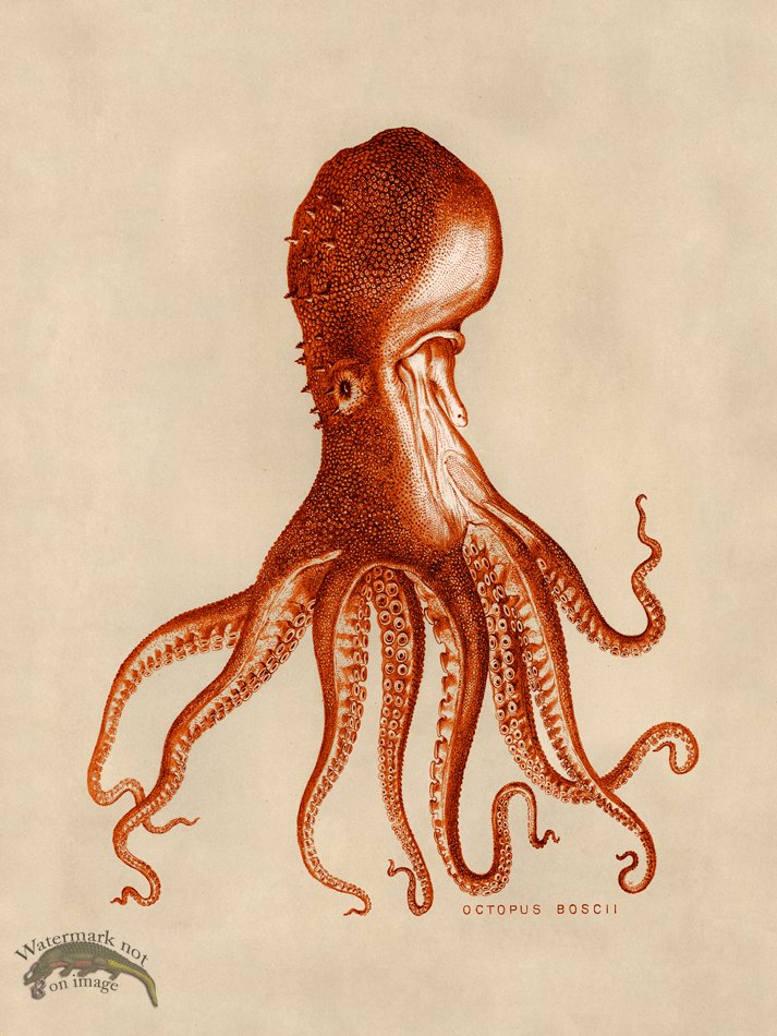 (image for) Octopus Orange 16