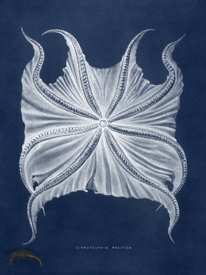 (image for) Octopus Blue 06