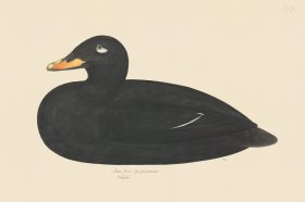 (image for) Rudbeck CFA 258 Velvet Scoter