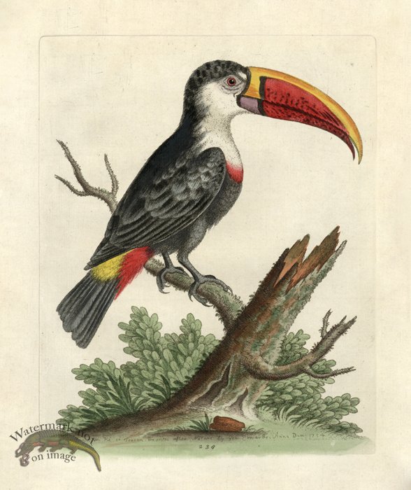 Edwards Parrot 13.jpg