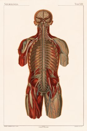 Laskowski Anatomy 13