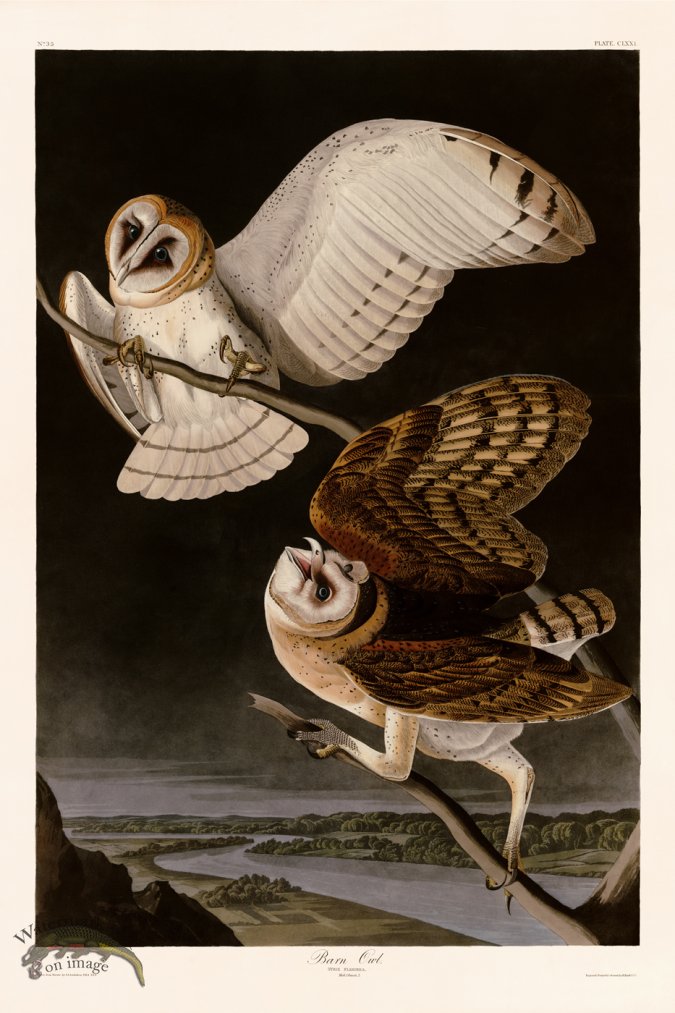 (image for) 171 Barn Owl