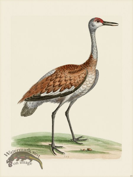 (image for) Edwards 133 brown and Ash-colour'd Crane