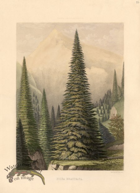 (image for) Santa Lucia Fir