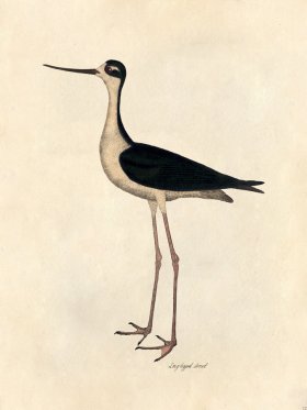 Long-legged Avocet - Tribute Bd 12