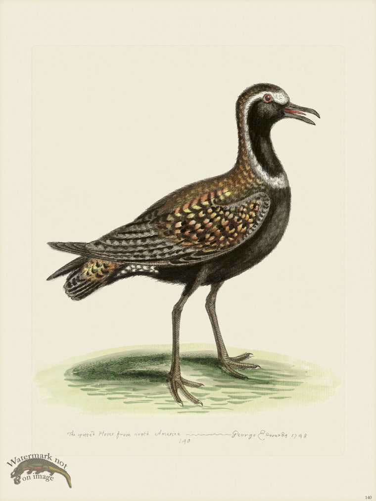 (image for) Edwards 140 Spotted Plover