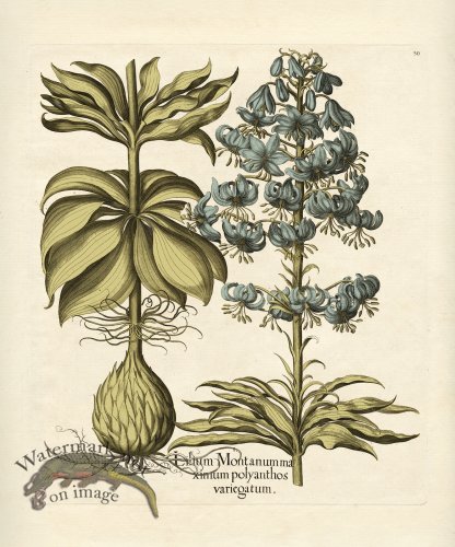 (image for) Besler Botanical 050 BG