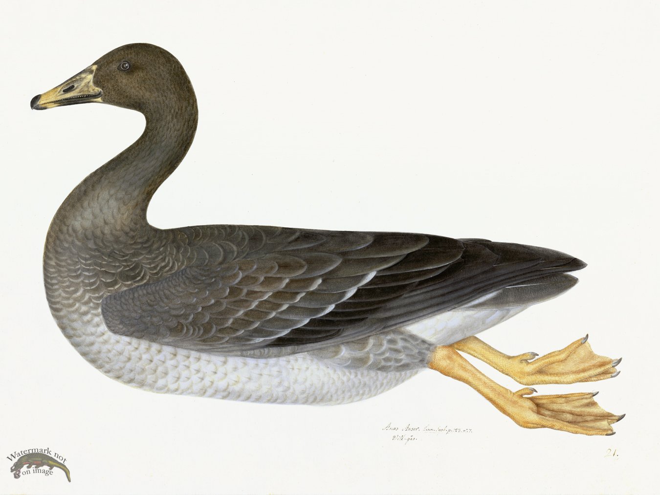 (image for) Rudbeck 021 GREYLAG GOOSE 24x18