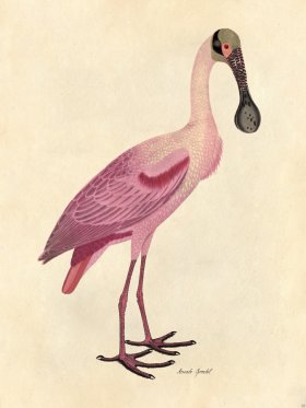 Roseate Spoonbill - Tribute Bd 03