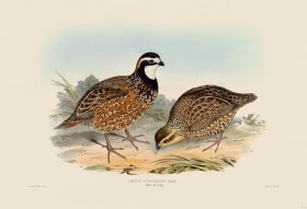 02 Cuban Partridge