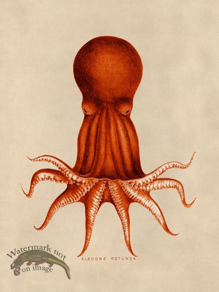 (image for) Octopus Orange 08