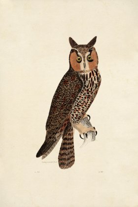 KO 15 Long-eared Owl