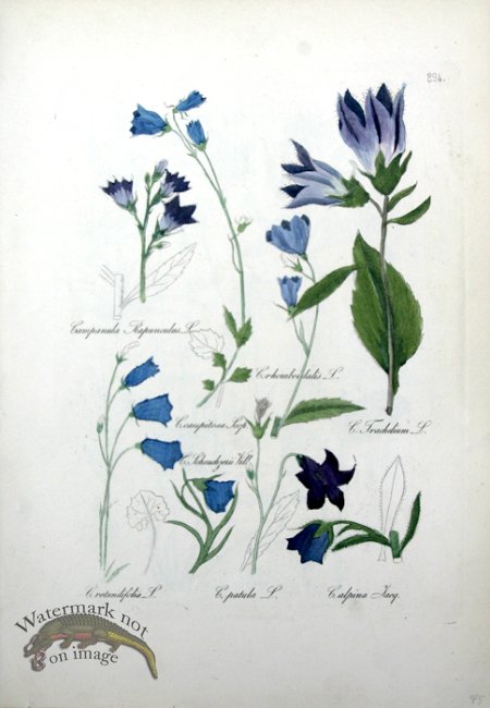 (image for) Deutschlands Flora 16