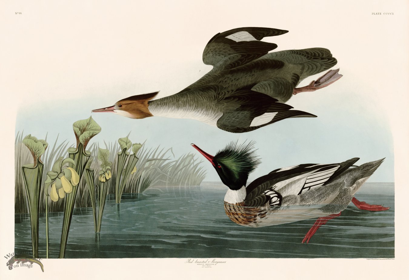 (image for) 401 Red breasted Merganser