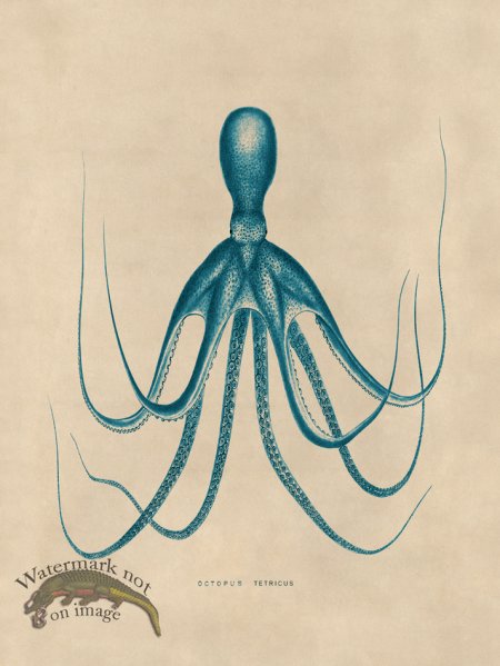 (image for) Octopus Teal 20